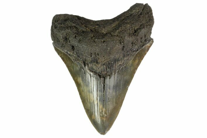 3.72" Fossil Megalodon Tooth - South Carolina